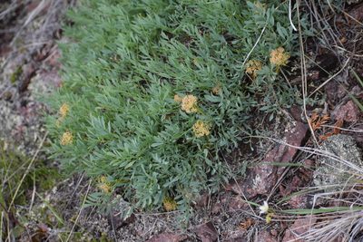 Podistera yukonensis, photographed by Syd Cannings