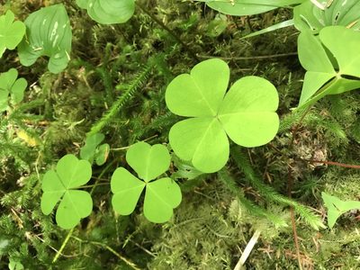 Oxalis oregana, photographed by Jesse Grove