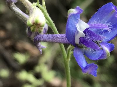 Delphinium madrense, photographed by Adriana Nelly Correa Sandoval