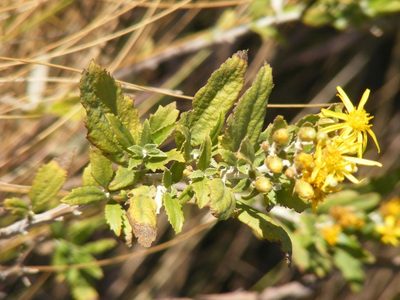 Anisopappus smutsii, photographed by Andrew Deacon