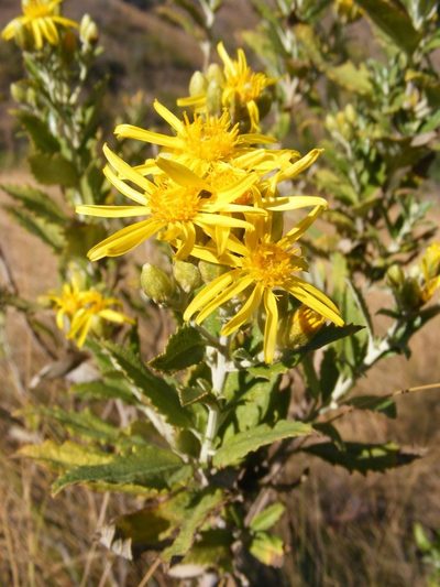 Anisopappus smutsii, photographed by Andrew Deacon
