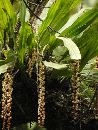 Coelogyne imbricata, photographed by Paulmathi Vinod
