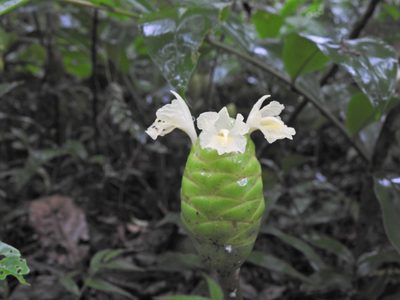 Zingiber zerumbet, photographed by Paulmathi Vinod