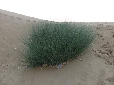 Leptadenia pyrotechnica, photographed by Dinesh Valke