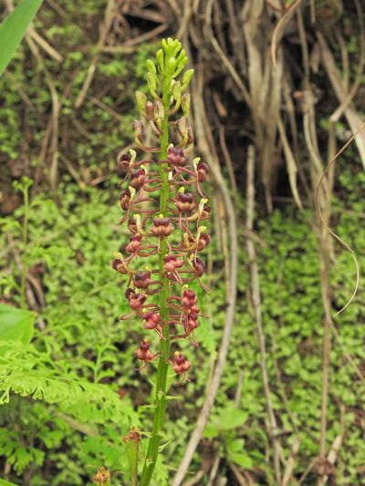 Liparis nervosa, photographed by Paulmathi Vinod