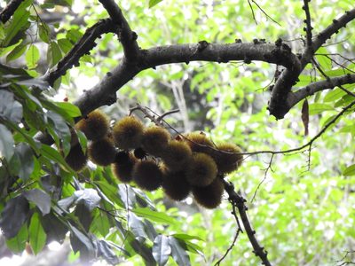 Durio zibethinus, photographed by Paulmathi Vinod