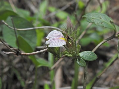 Blepharis maderaspatensis, photographed by Paulmathi Vinod