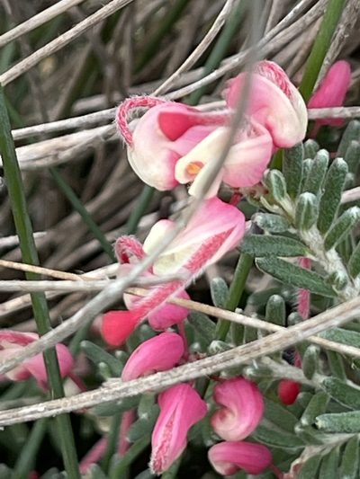 Grevillea lanigera, photographed by libby hepburn