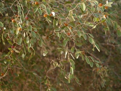 Ziziphus nummularia, photographed by Dinesh Valke