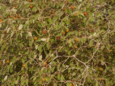 Ziziphus nummularia, photographed by Dinesh Valke