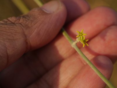 Leptadenia pyrotechnica, photographed by Dinesh Valke