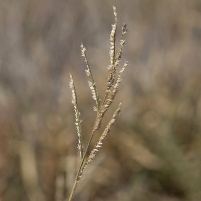 Urochloa trichopus, photographed by Kym Nicolson