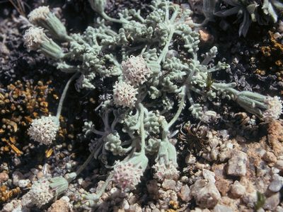 Chaenactis alpigena, photographed by Jim Morefield