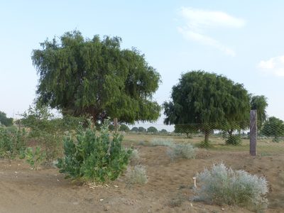 Prosopis cineraria, photographed by Dinesh Valke