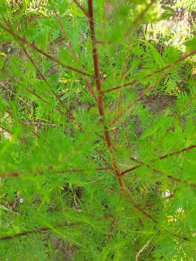 Artemisia scoparia, photographed by KAnatoliy