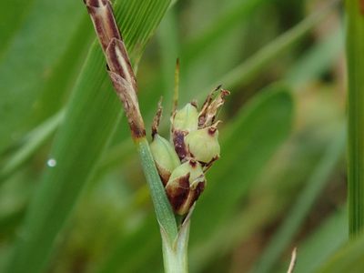 Carex panicea, photographed by Daniel Cahen