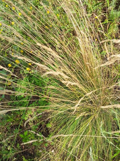 Festuca rupicola, photographed by KAnatoliy