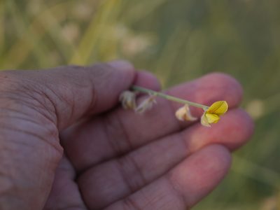 Crotalaria burhia, photographed by Dinesh Valke
