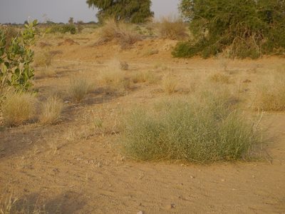 Crotalaria burhia, photographed by Dinesh Valke