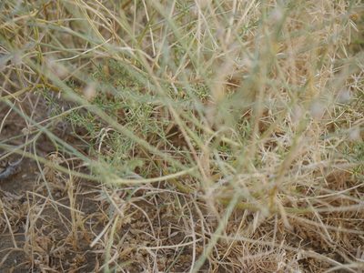 Crotalaria burhia, photographed by Dinesh Valke