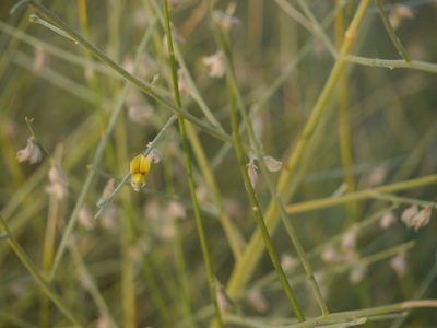 Crotalaria burhia, photographed by Dinesh Valke