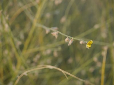 Crotalaria burhia, photographed by Dinesh Valke