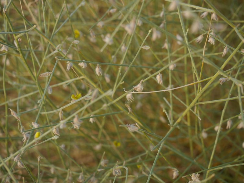 Crotalaria burhia, photographed by Dinesh Valke