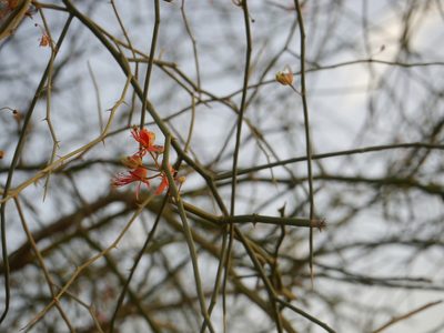 Capparis decidua, photographed by Dinesh Valke
