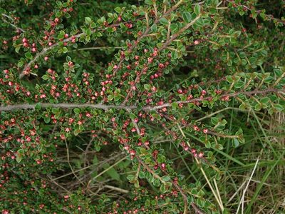 Cotoneaster horizontalis, photographed by Daniel Cahen