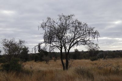 Cassia abbreviata, photographed by Tony Rebelo