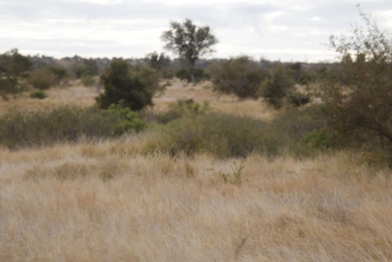 Vachellia borleae, photographed by Tony Rebelo