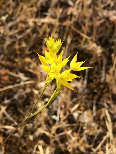 Bupleurum baldense, photographed by Niklas Wahlberg