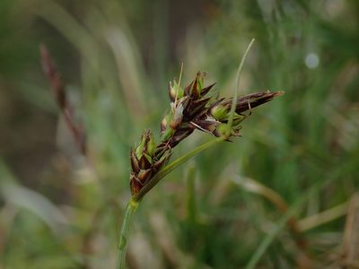 Carex pilulifera, photographed by Daniel Cahen