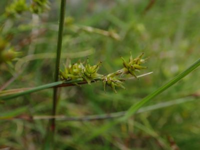 Carex echinata, photographed by Daniel Cahen