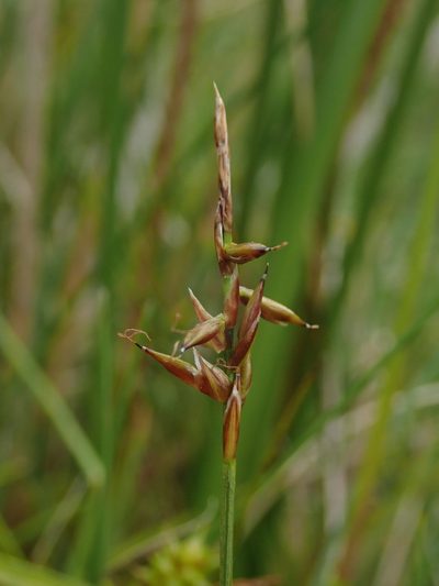 Carex pulicaris, photographed by Daniel Cahen