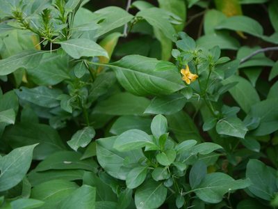 Barleria prionitis, photographed by Dinesh Valke