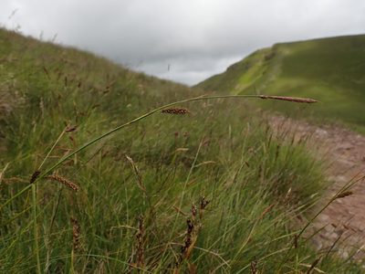 Carex binervis