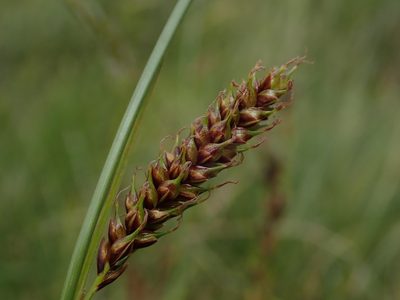 Carex binervis, photographed by Daniel Cahen