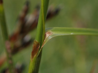 Carex binervis, photographed by Daniel Cahen