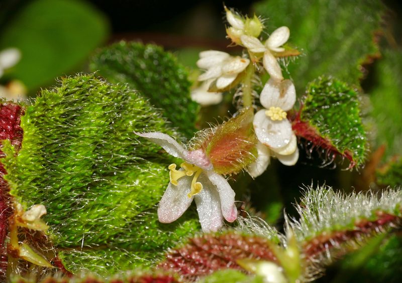 Begonia conipila, photographed by Bernard DUPONT