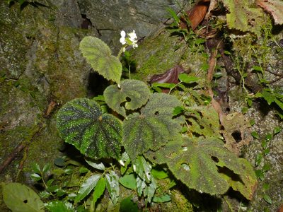 Begonia conipila, photographed by Bernard DUPONT