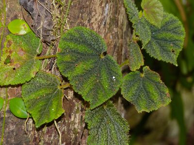 Begonia conipila, photographed by Bernard DUPONT