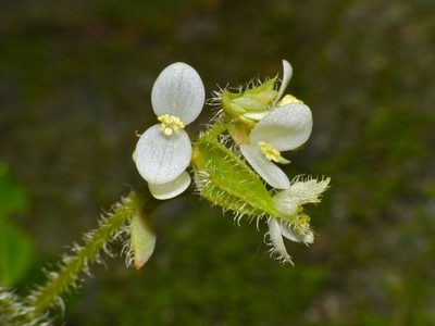 Begonia conipila, photographed by Bernard DUPONT
