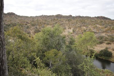 Euphorbia tirucalli, photographed by Tony Rebelo