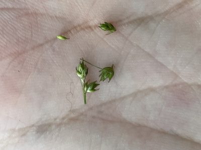 Carex brunnescens, photographed by Brandon Wheeler