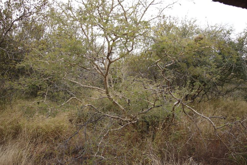 Senegalia erubescens, photographed by Tony Rebelo