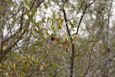 Combretum apiculatum, photographed by Tony Rebelo