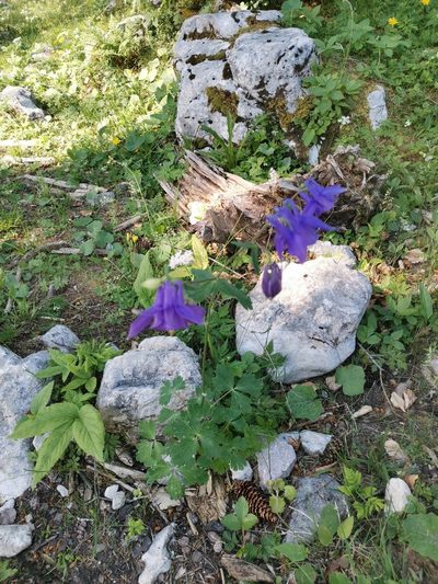 Aquilegia nigricans, photographed by Ljaž