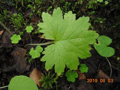 Primula matthioli, photographed by nina_nesterova