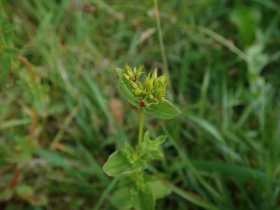 Hypericum tetrapterum, photographed by Daniel Cahen